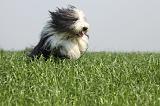 BEARDED COLLIE 127